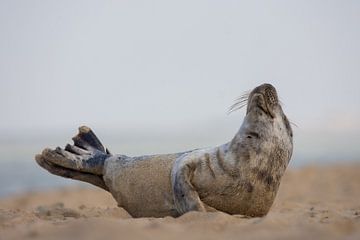Seal by Peter Deschepper