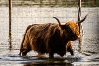 Highlander paddling