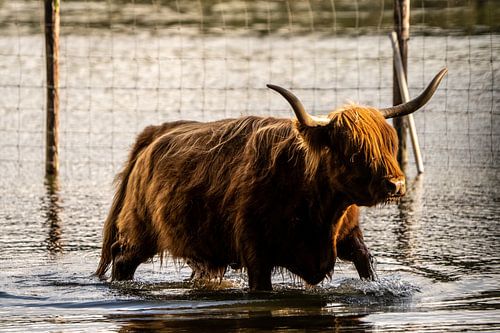 Hooglander aan het het pootje baden