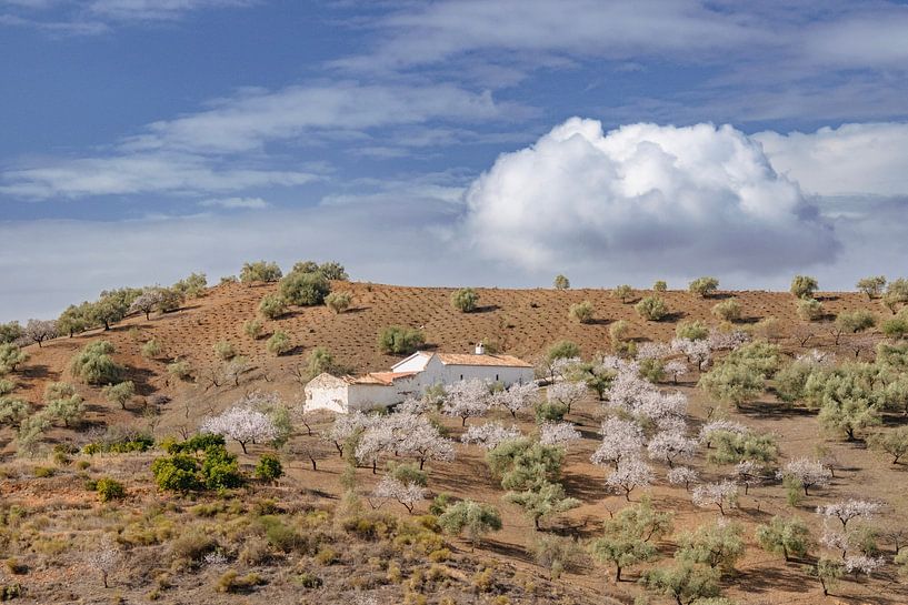 Een kijkje op de binnenlanden van Andalusië van Alice's Pictures