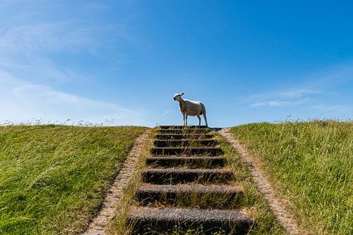 Sheep at the top of the stairs