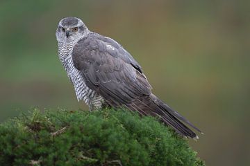 Havik (Accipiter gentilis) van Ronald Pol