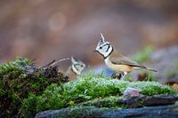 Mésange à crête (Lophophanes cristatus)