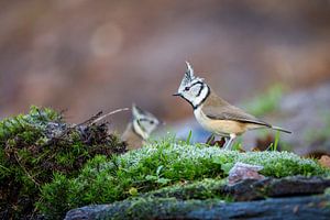 Kuifmees (Lophophanes cristatus)