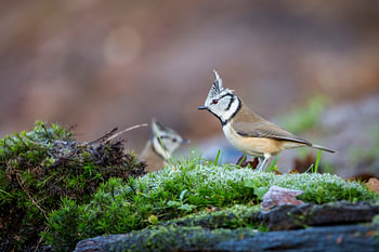 Europäische Haubenmeise (Lophophanes cristatus)