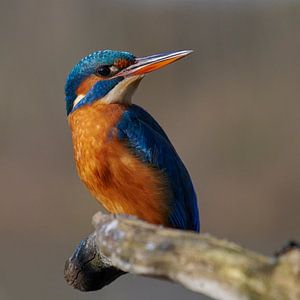 Eisvogel - Weibchen in Bestform