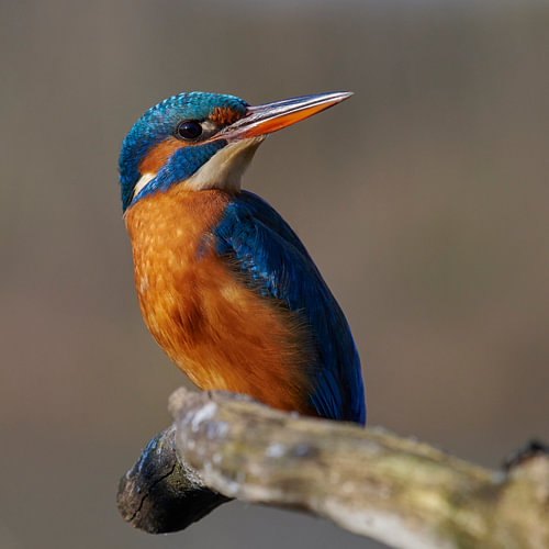 IJsvogel - Vrouwtje op haar mooist
