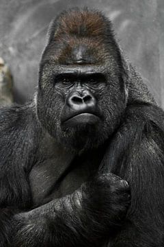 Portret van een krachtige dominante mannelijke gorilla (fysionomie), strak gezicht en krachtige arm.