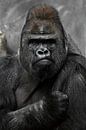 Porträt eines mächtigen, dominanten männlichen Gorillas (Physiognomie), strenges Gesicht und kräftig von Michael Semenov Miniaturansicht