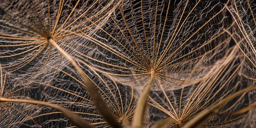 Panorama van een goudbruine morgenster
