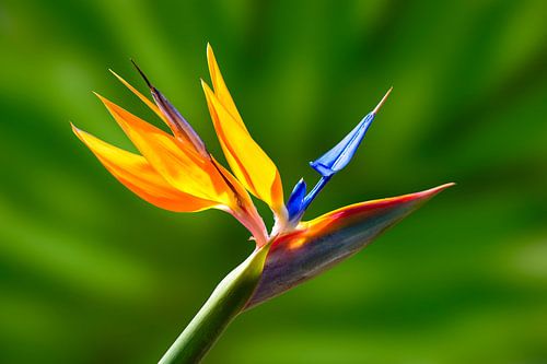 Fleurige foto van een paradijsvogelbloem van Ellen de Ridder