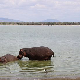 Hippopotames en Tanzanie sur Ramon Beekelaar