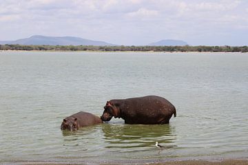 Nijlpaarden in Tanzania van Ramon Beekelaar