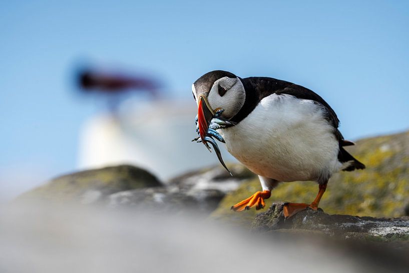 Macareux moine avec poisson | Ecosse par Waleson Photography