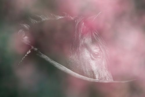 Paard Mystiek in Roze Een Verhulde Blik