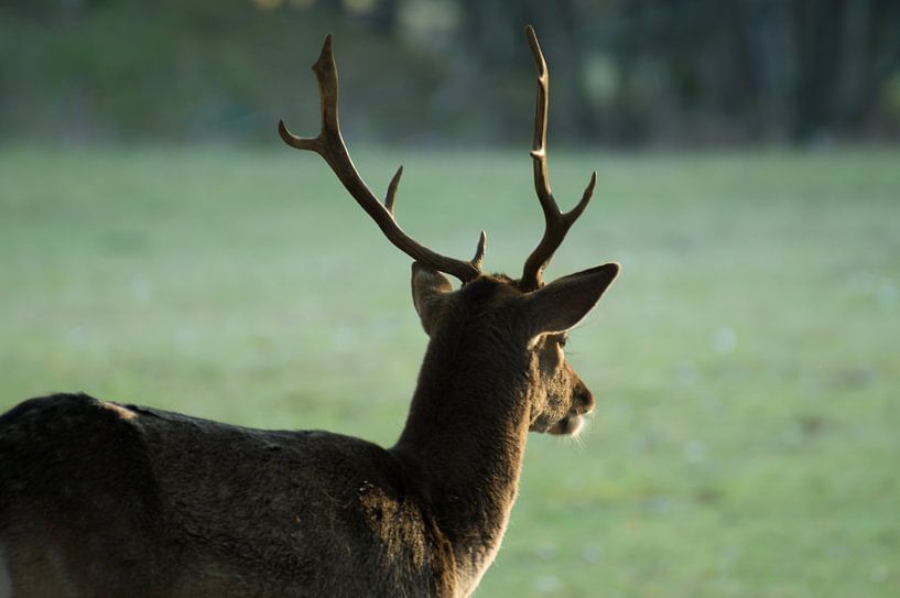 young fallow deer buck by Andrea Ooms