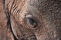 Close-up olifant