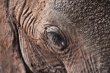 Close-up olifant van Esther van der Linden
