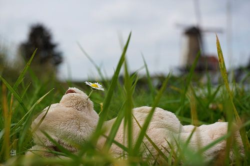 Bear relaxes in nature with Dutch mill.