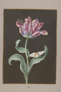 Tulipa Gesneriana met vlinder en bij, Barbara Regina Dietzsch