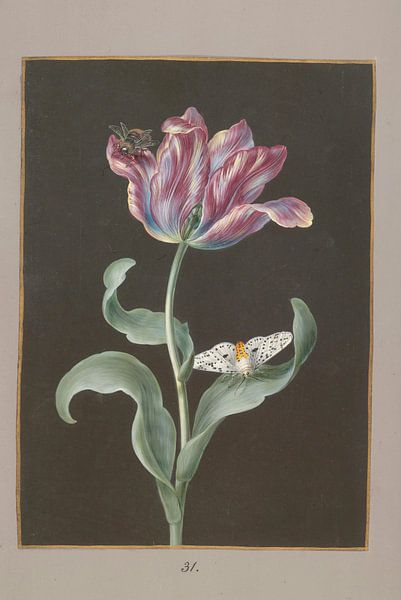 Tulipa Gesneriana met vlinder en bij, Barbara Regina Dietzsch van Meesterlijcke Meesters