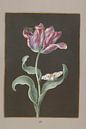 Tulipa Gesneriana met vlinder en bij, Barbara Regina Dietzsch van Meesterlijcke Meesters thumbnail