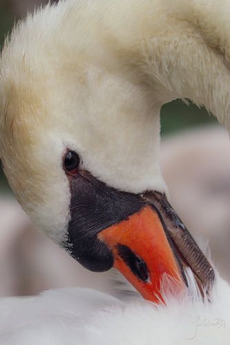 Cygne blanc.
