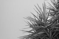 Schwarze und weiße Palme, Apulien von DsDuppenPhotography Miniaturansicht