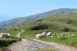 Sheep in the Basque country by Richella Nouwens