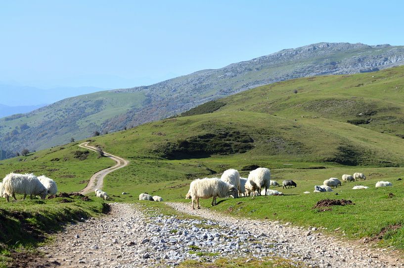 Sheep in the Basque country by Richella Nouwens