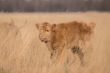 Veau écossais Highlander sur le Hijkerveld, Drenthe sur Karin van Rooijen Fotografie