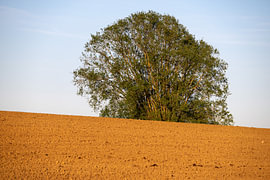 Eenzame boom in avondlicht van Werner Lerooy