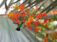 Blue-tailed emerald hummingbird on Bonaire