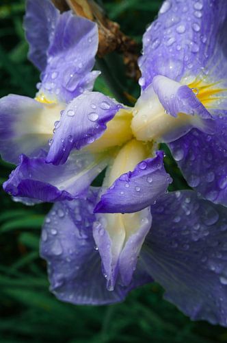 Paarse Iris met Druppels