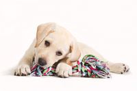 Labrador pup met gekleurd flostouw