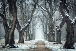 Die Altvorderen. von Inge Bovens