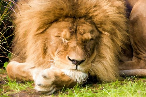 Sleeping lion