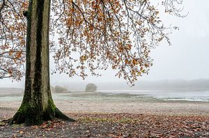 Arbre près d'un marais dans le brouillard