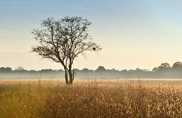 Tree in the Savanna sur Robert Styppa