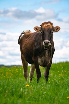 Allgäuer koe in een bloemenweide van Leo Schindzielorz