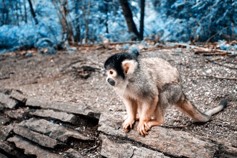 Monkey by Liberty Biesma