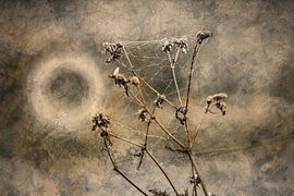 Abstracktes Blumenfoto 6 von Johnny Flash