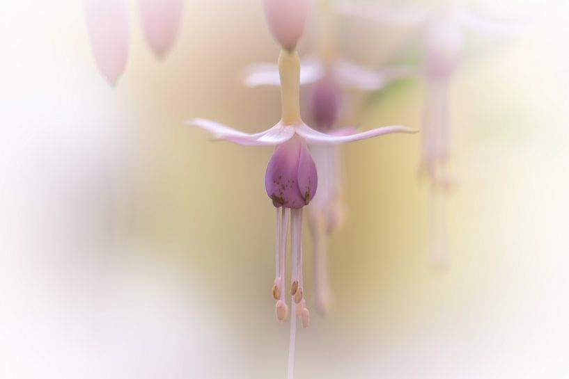 doux et violet par Tania Perneel