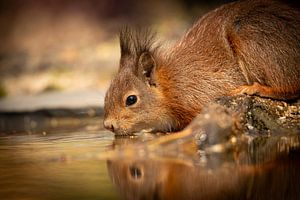 Durstiges Eichhörnchen von KB Design & Photography (Karen Brouwer)