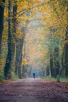 Cyclist in the forest