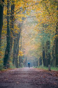 Cycliste dans la forêt