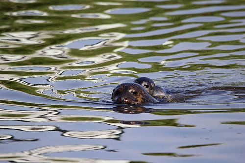 Seal with young / pup
