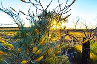 Gelbe Blumen im australischen Outback von Jeroen de Weerd Miniaturansicht