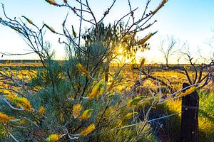 Gele bloemen in de Australische outback van Jeroen de Weerd