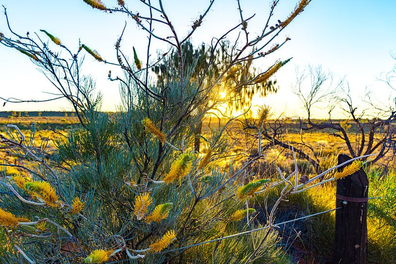 Gelbe Blumen im australischen Outback von Jeroen de Weerd